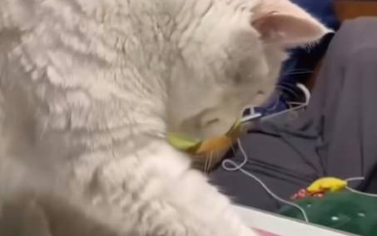 貓咪好奇舔個奶粉　下秒轟天巨響嚇到慌了