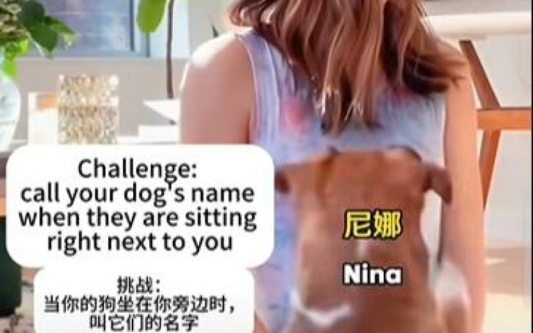 是來亂的？主人叫狗卻又不理人家　毛孩逗趣反應曝光