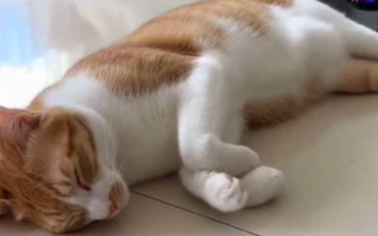 掃地機器人「上班ING」！　意外替懶貓做全身馬殺雞