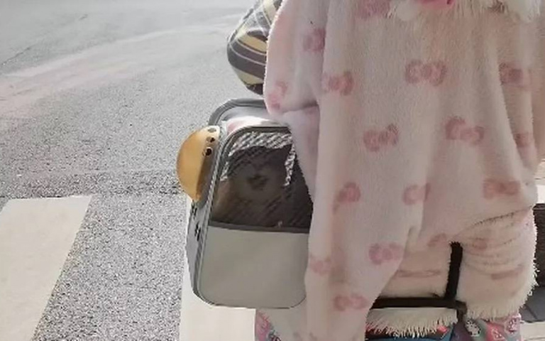 蛋蛋告急！虎斑貓「結紮路上」淒厲求救　路人笑翻：幫不了你