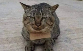 逃家去吃霸王餐！胖虎斑走失3天後回家　飼主見「賒帳通知單」眼淚秒收回