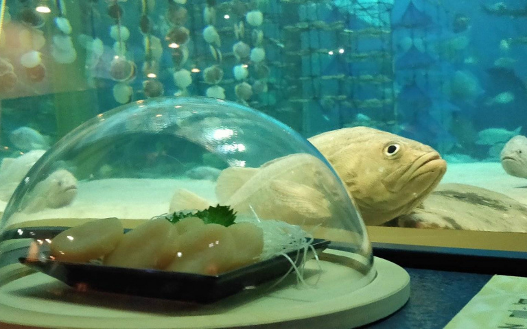 在活生生的海洋生物前展示牠們變成料理後的樣子!水族館結合美味的「食材教育」