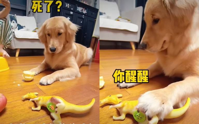 這是毒蘋果！阿金見恐龍倒地 嚇到「倒退嚕」狂吠叫