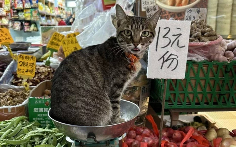 蔬菜攤上出現5公斤肥美13元「胖海參」　全網瘋狂朝聖搶著「買老闆」