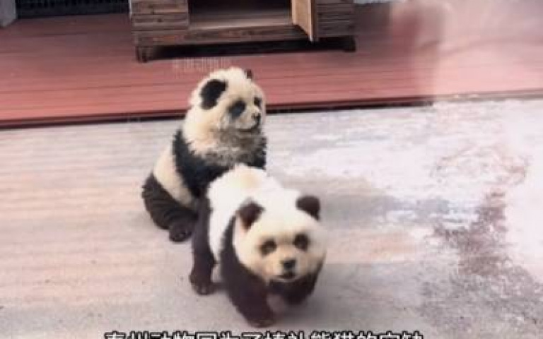 拿鬆獅犬出來化妝當替身? 網友見這間動物園全笑了:山寨