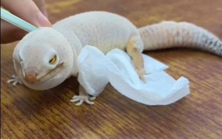 吸管一吹、守宮不自覺膨脹！　飼主幫脫皮畫面曝光