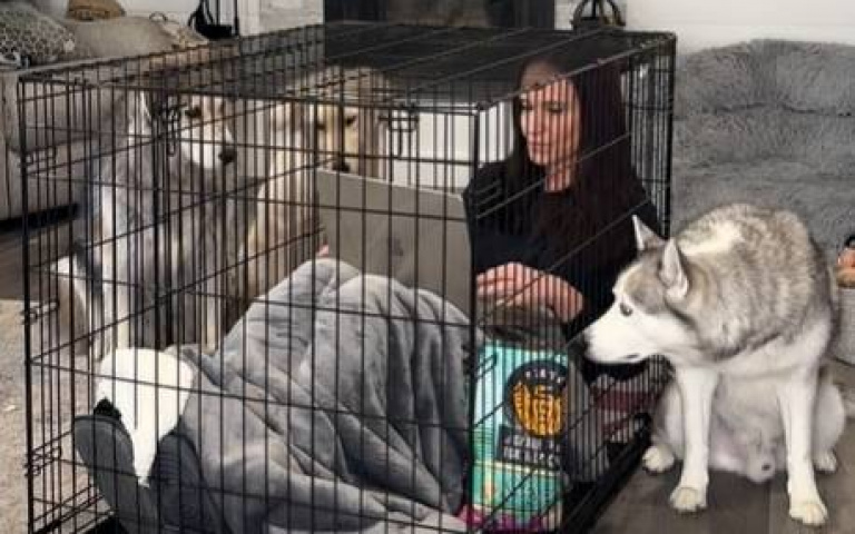 找到狗籠的使用說明書！　女主人這樣幹「三隻狗一頭霧水」