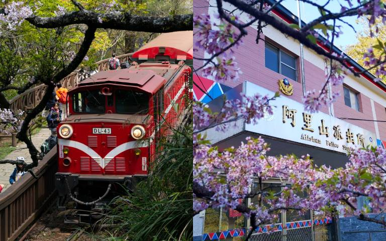 阿里山櫻花季登場!搭乘百年歷史林業鐵路上山,6大賞櫻熱點必朝聖!