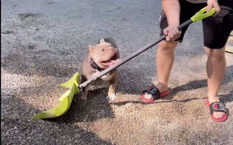 惡霸犬玩碎石!主人鏟到哪追到哪 原因曝光網笑翻