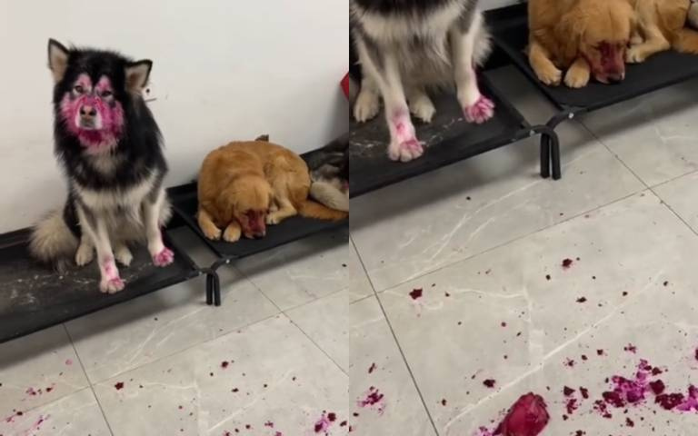 犯案現場曝光？狗狗偷吃火龍果　滿臉紅通通主人傻眼