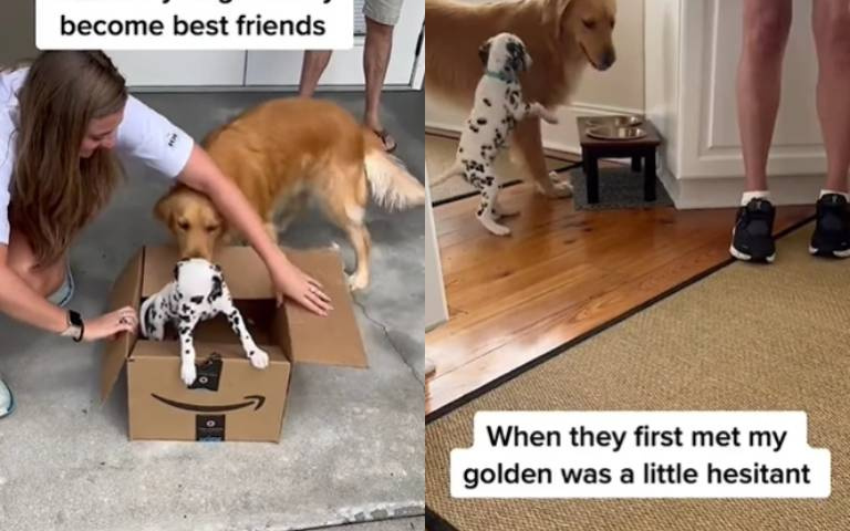 看到新狗來就開始汪汪叫！　黃金獵犬與101忠狗「化敵為友的故事」