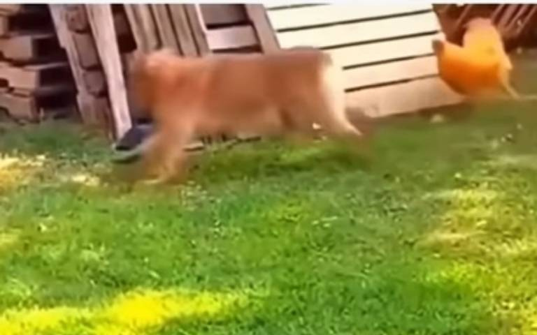 真的是雞飛狗跳！　調皮狗vs呆萌雞畫面超好笑