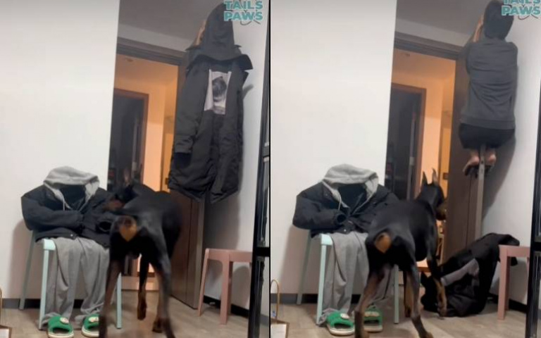 和杜賓犬玩捉迷藏！主人高超技術令牠糊塗　最後結局曝光