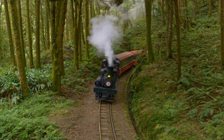 《神木之森》8K紀錄片領觀眾走入阿里山　金馬影后桂綸鎂擔任配音