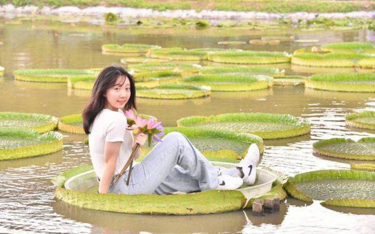 最受歡迎長輩圖來這拍 桃園蓮花季開跑100公斤內就能坐大王蓮當拇指公主