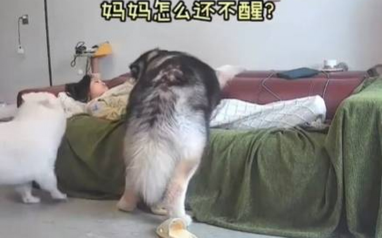 太沉重的愛！　三條狗壓在女主人身上…她醒來也動不了