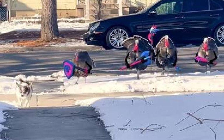 出門巧遇「火雞幫」！　狗狗轉頭溜…下秒鼓起勇氣幹這件事