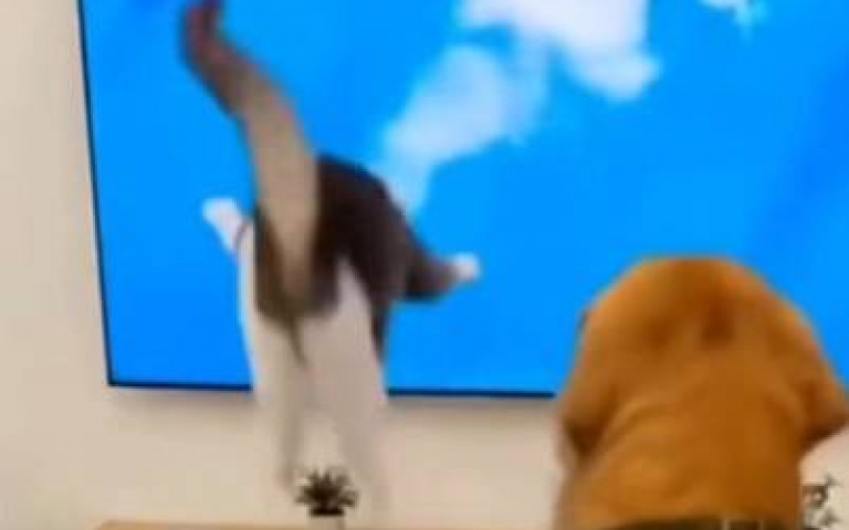 看個跳水比賽竟然上頭了　貓咪奮力一跳「下秒碰一個超大聲」