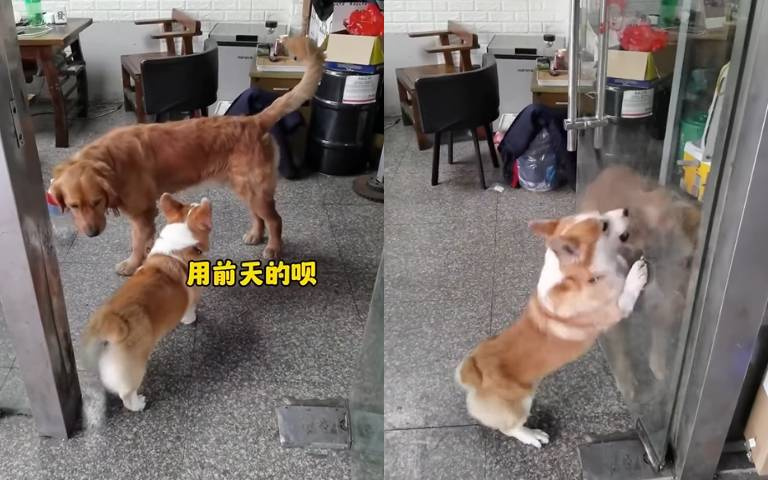 這隻柯基有夠孬？隔著玻璃狂吠「真的碰面聲都不敢吭」