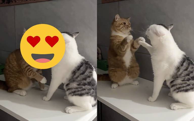 這兩隻貓確定在打架？網說：「要打就真打，是在勾引誰呢？」