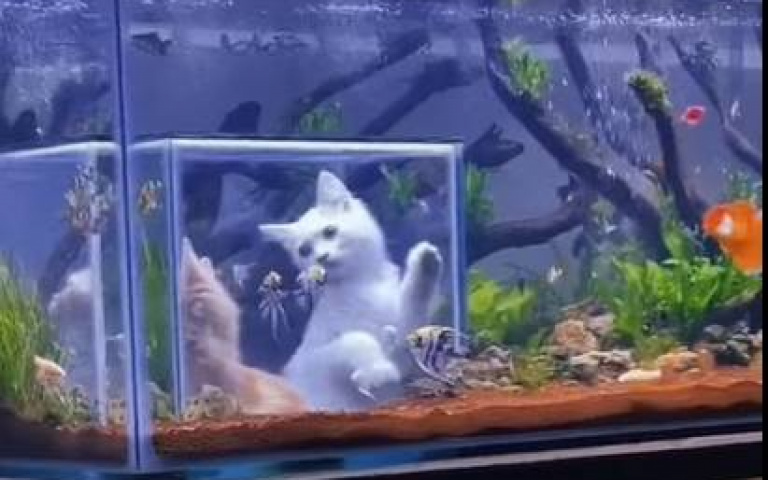 沉浸式體驗？特殊設計讓貓進魚缸　狂抓玻璃超興奮