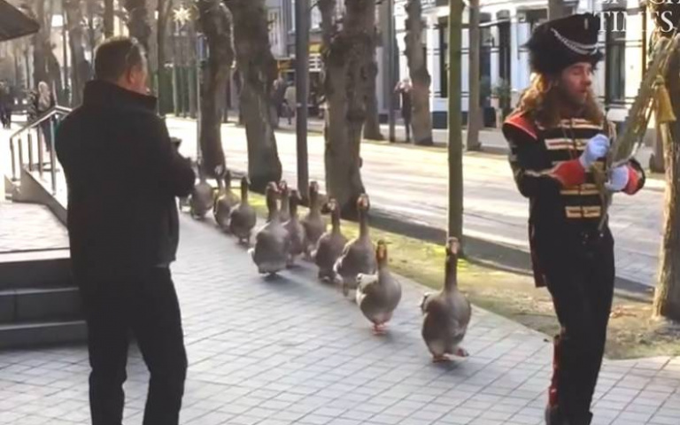 呆頭鵝大遊行？「列隊站好」隨著音樂一起向前行