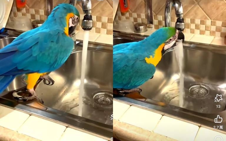 流動的水最好喝！鸚鵡自己開水龍頭喝水　喝完即關習慣超好