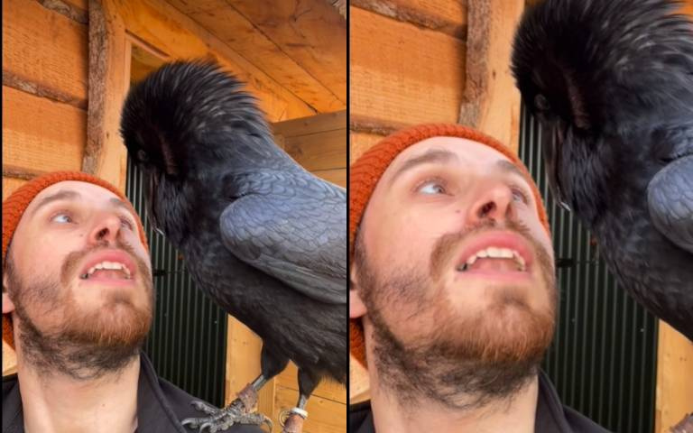 男子養烏鴉近距離接觸　想要對話卻只聽到「經典叫聲」