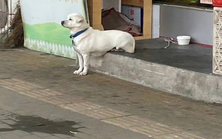 眼淚還來！大白狗只剩前腳還幫顧店　下一秒伸懶腰真相揭曉