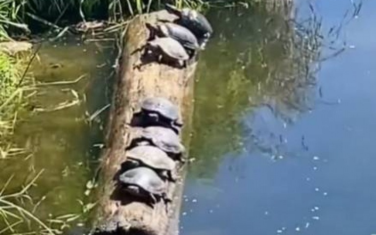 7隻烏龜大玩平衡木競賽！　猜猜誰能撐到最後？