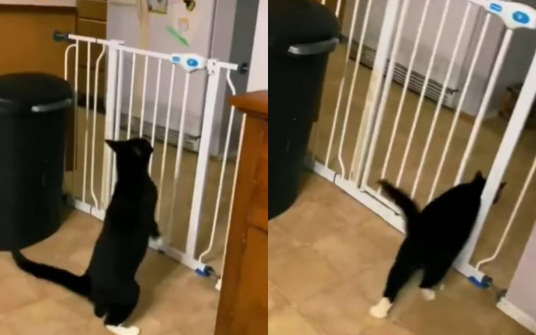 準備好要跳了嗎？　觀眾等很久「結果貓貓這樣幹」