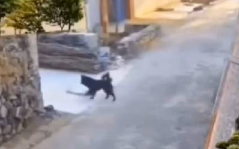 這隻鵝也太聰明　被兇猛黑狗追「裝死躲劫」