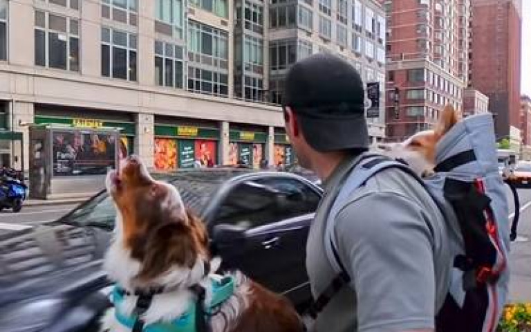 澳洲牧羊犬上街玩耍 聽到警笛聲跟著一起嗨了
