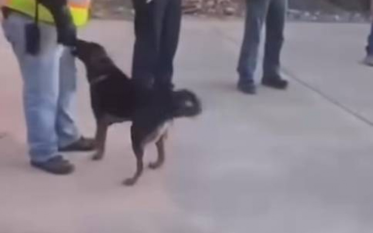 工地大哥下面一大包　狗狗搖尾巴：讓我咬一口