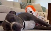 萬聖節快樂？看到小丑吉娃娃！　比特犬嚇到魂飛魄散