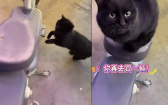電動車被霸佔！黑貓強行「宣示主權」喵喵叫抗議　網笑翻：牠在叫妳買新車