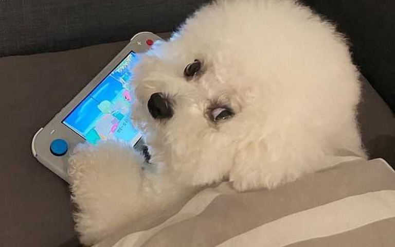 「地表最可愛棉花」就是牠!韓國比熊犬紅透半邊天 崩壞照曝光網友笑翻
