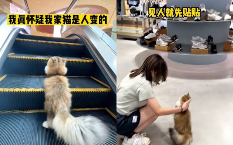 比狗狗還乖的家貓?不牽繩爽逛百貨公司櫃姐被圈粉