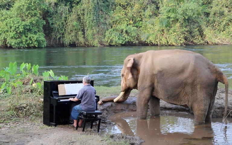 音樂的療癒魔力！為受虐大象演奏 12 年的英國鋼琴家