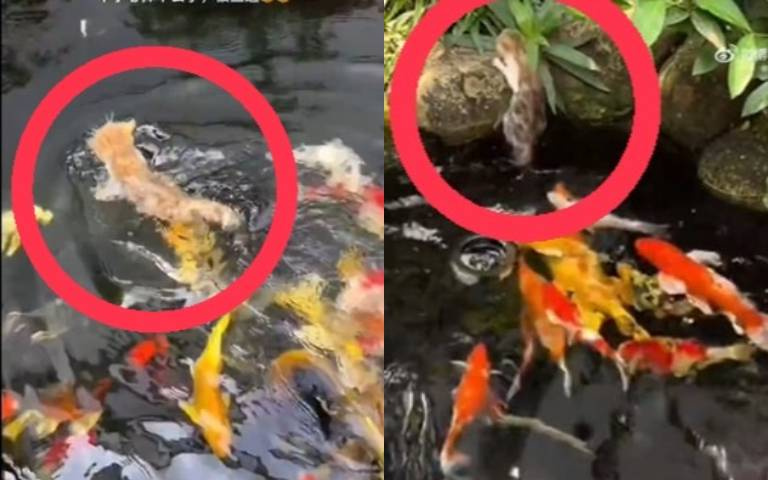 落水驚魂!橘貓失足掉入池中 慘遭大批魚群瘋狂追趕