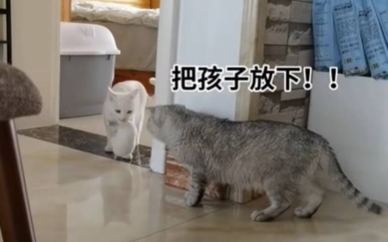 把孩子交出來！　白貓烙尪支援牠嚇爛…超神對白笑翻全網