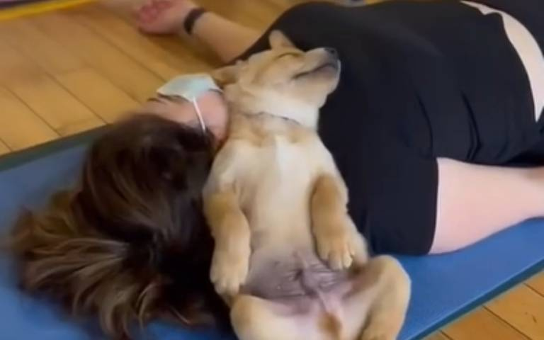 「起床了！」汪星人陪主人上瑜珈課　睡到四腳朝天超享受