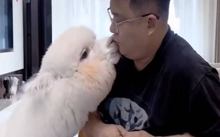 別小看羊駝的智商！　主人完美馴服「牠超聽話」