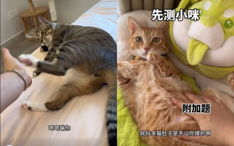 實測貓咪都市傳說！後腳是禁區？　大咪最難搞