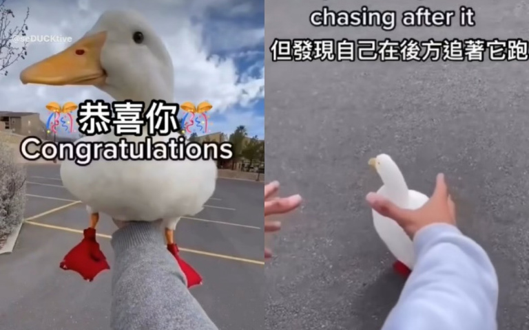 鴨子逃竄不給抓! 專家教正確捧鴨招