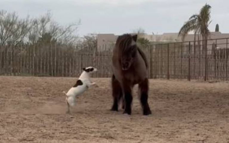 這狗上輩子是牛仔吧？　躍上馬駕馭技術好過人類