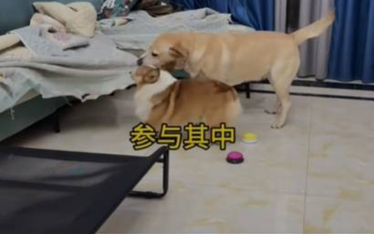 真是一條心機狗! 慫恿同伴拆家「自己卻跑了」