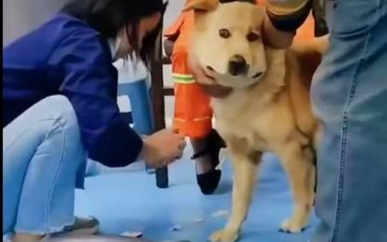 太衰了!狗狗才剛被蜜蜂叮完… 主人又帶牠去挨針