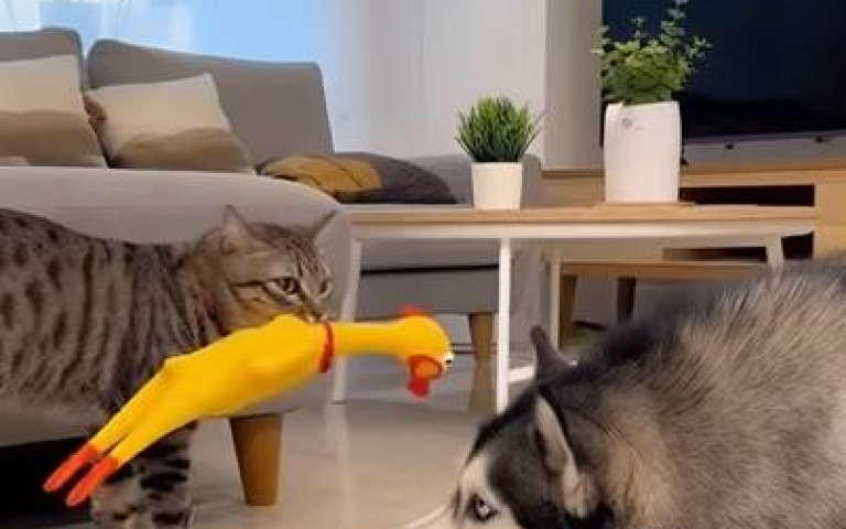 二哈咬爆尖叫雞！嚇到愣住　惱羞成怒還想找貓打架