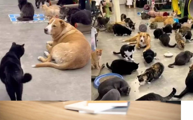 貓咪庇護所出現大狗志工　當「喵喵守護神」偶爾還會偷吃貓飼料